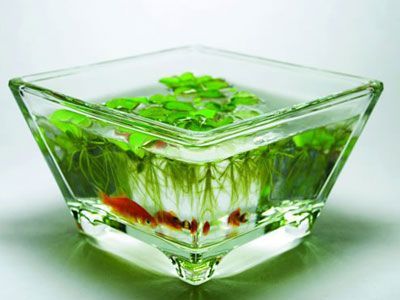 2010年家居擺設(shè)幾大要點(1)