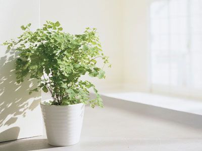 2010年家居擺設(shè)幾大要點(1)