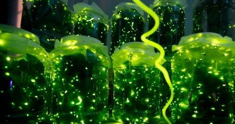 華中首家螢火蟲主題公園