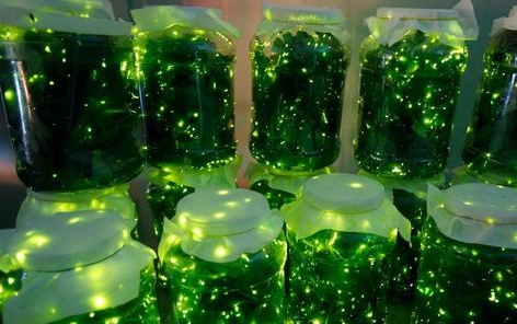 華中首家螢火蟲主題公園