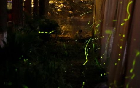 華中首家螢火蟲主題公園