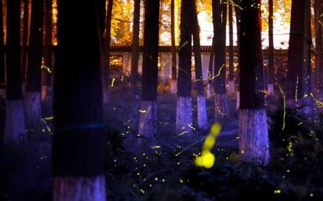 華中首家螢火蟲主題公園